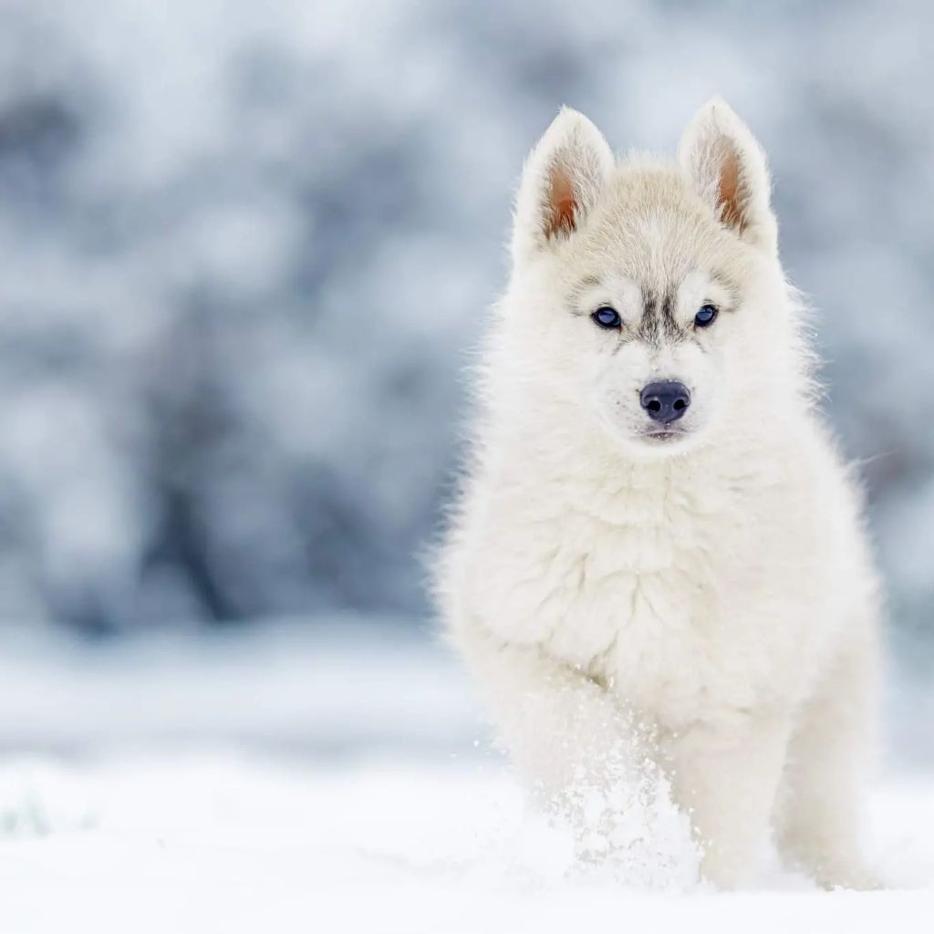 Touch the stars Of Winter's Whisper