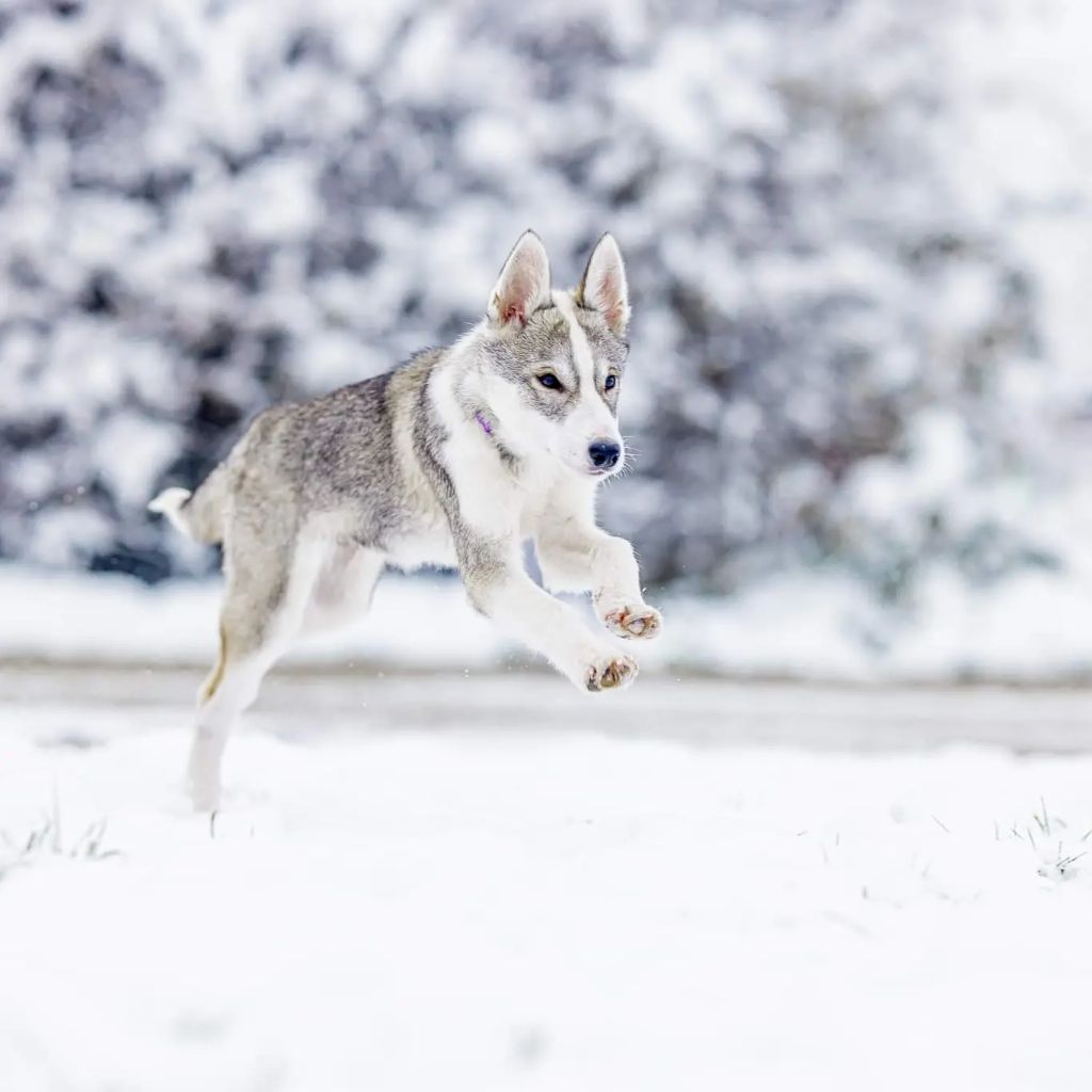 T'ice Of Cheyenne's Spirit