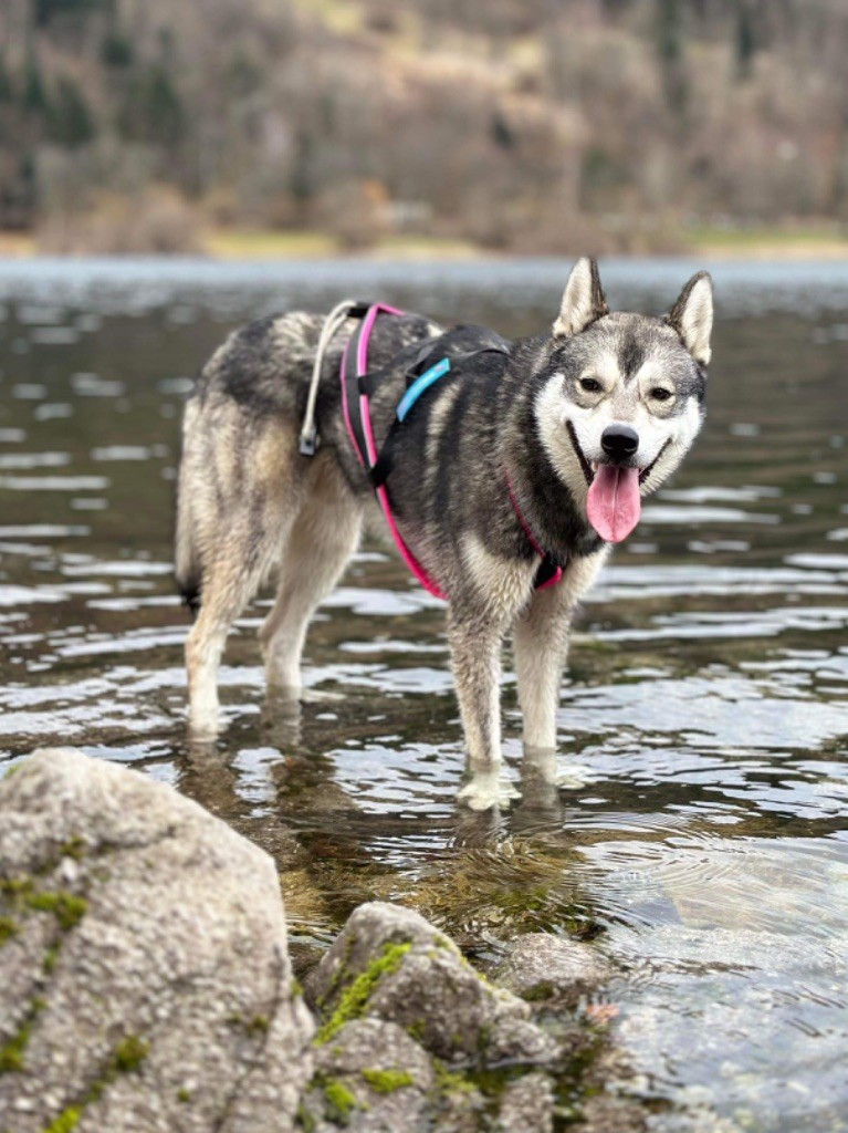 Kadee wolf anana amarok