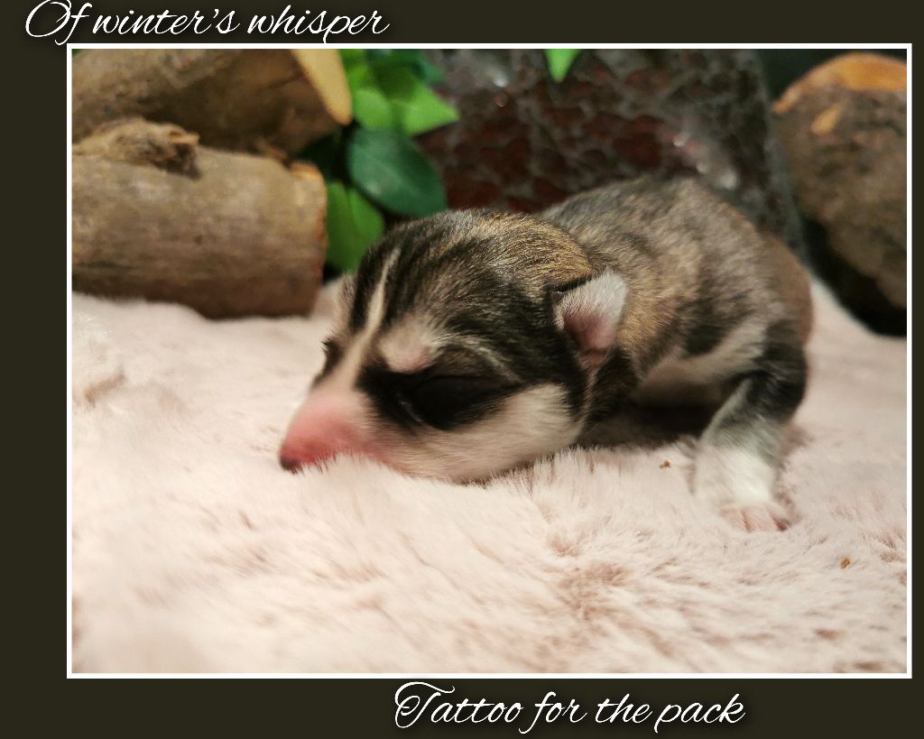 Of Winter's Whisper - Chiot disponible  - Siberian Husky