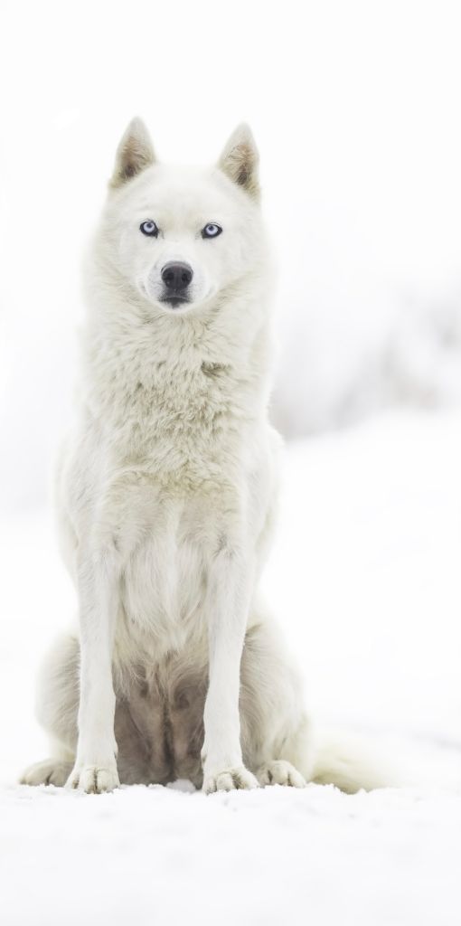 New sun ofwinter Of Northern Lights Spirit