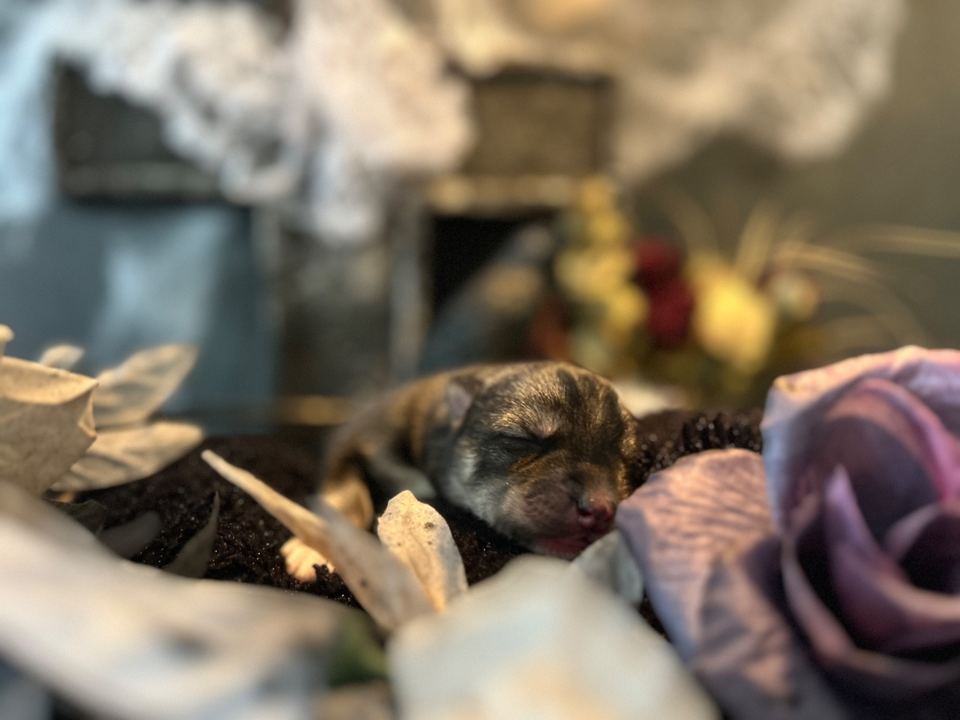 Les chiots sont nés 🐺