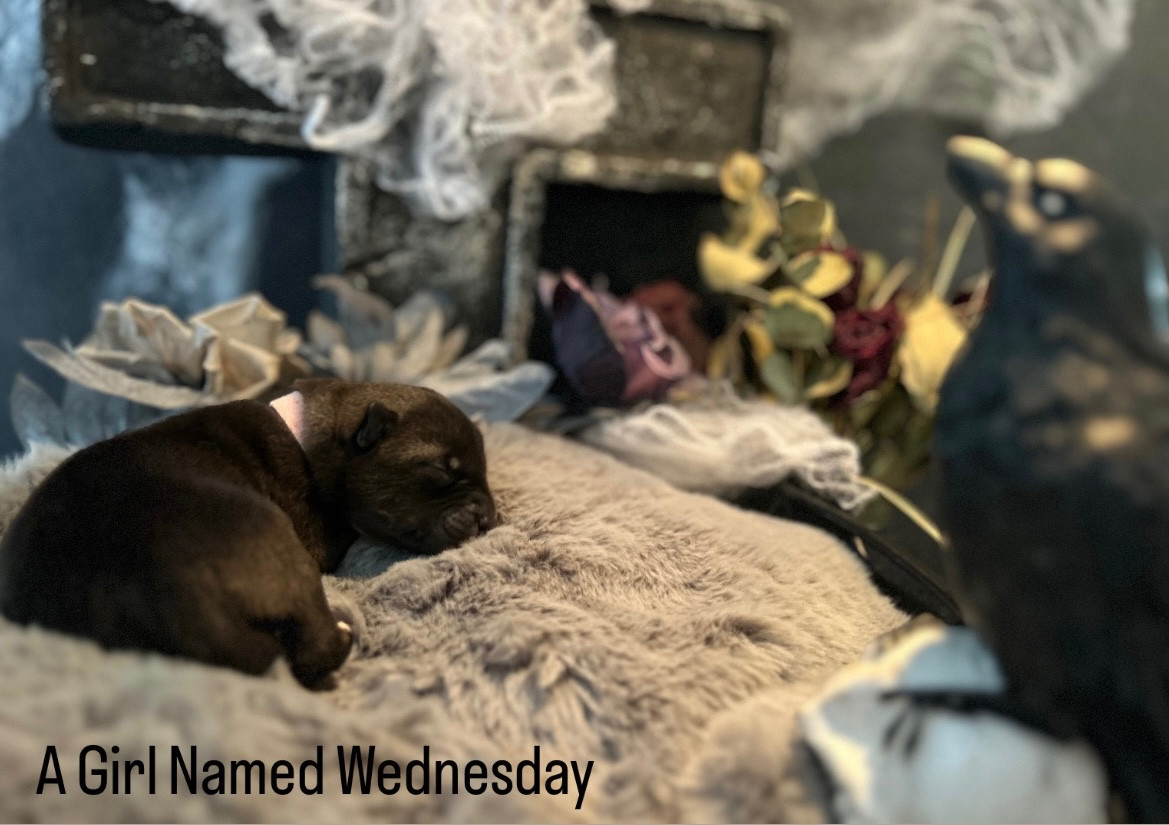 Of Winter's Whisper - Chiots disponibles - Siberian Husky