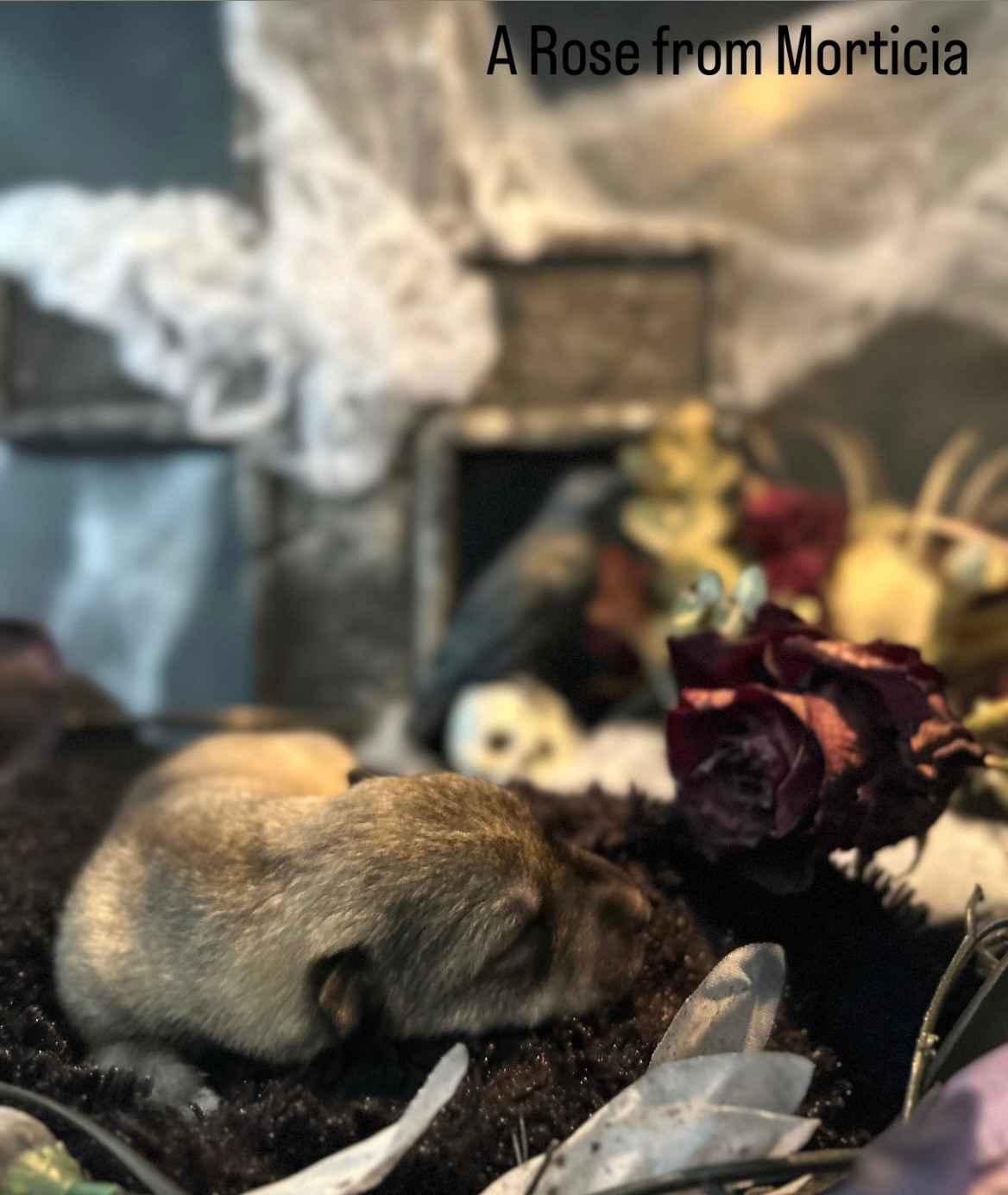 Of Winter's Whisper - Chiots disponibles - Siberian Husky