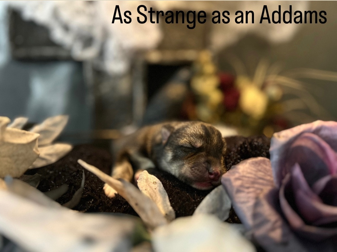 Of Winter's Whisper - Chiots disponibles - Siberian Husky