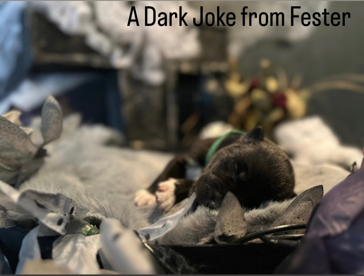 Of Winter's Whisper - Chiots disponibles - Siberian Husky