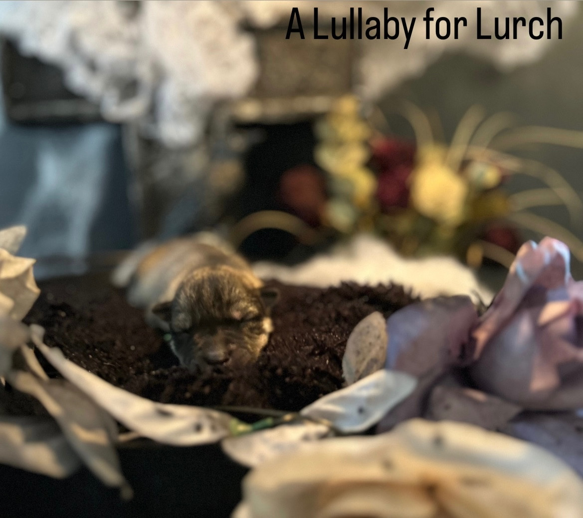 Of Winter's Whisper - Chiots disponibles - Siberian Husky