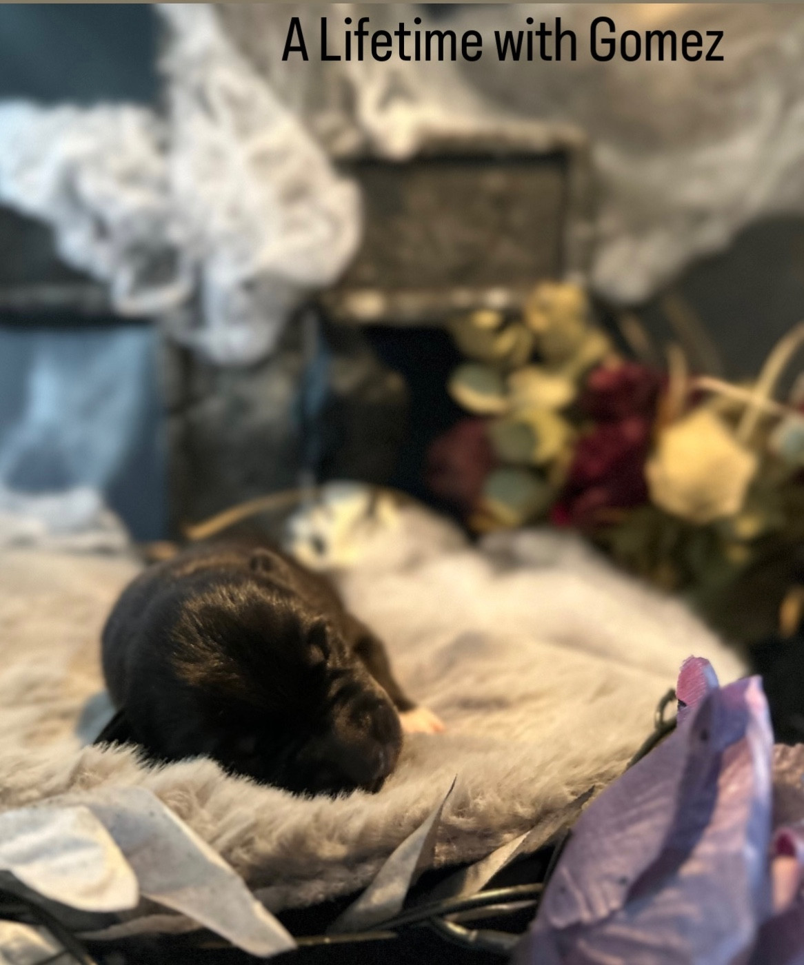 Of Winter's Whisper - Chiots disponibles - Siberian Husky