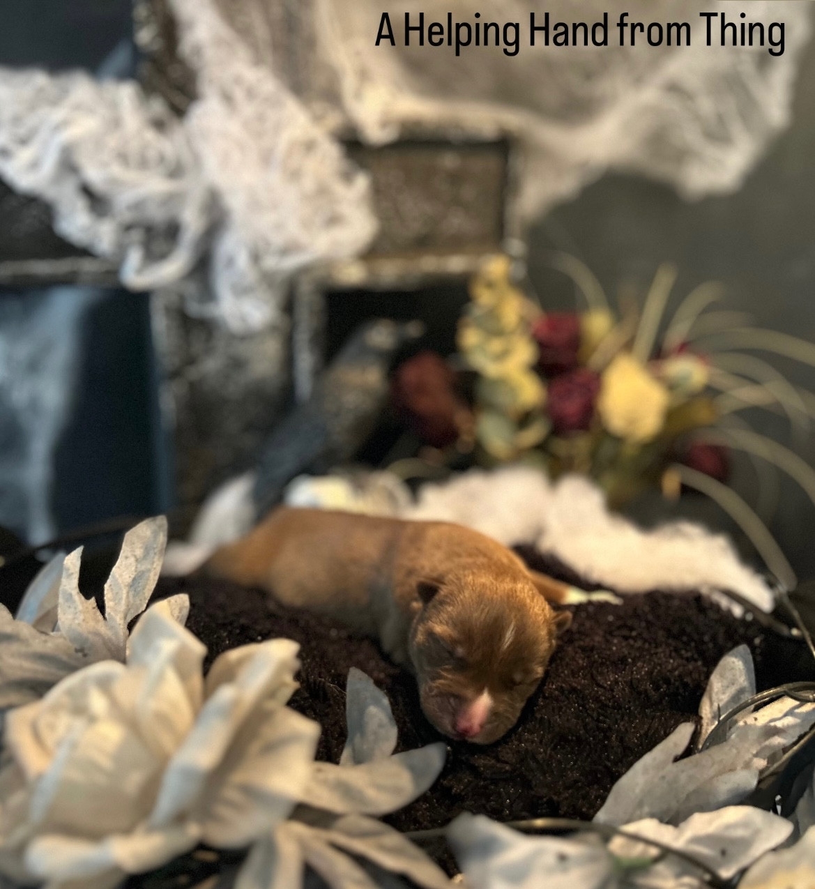 Of Winter's Whisper - Chiots disponibles - Siberian Husky