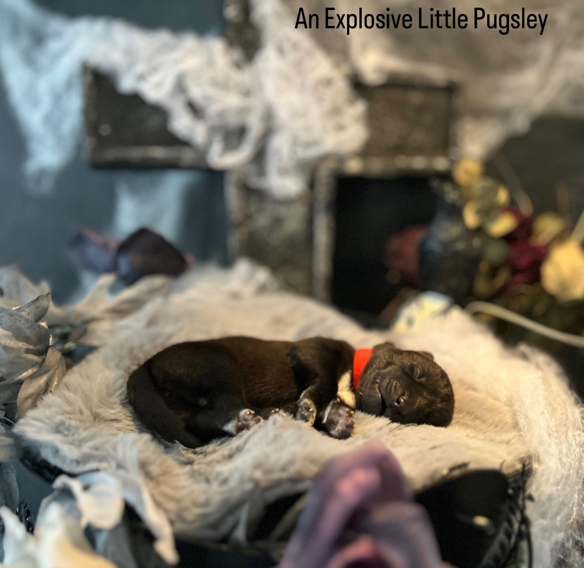 Of Winter's Whisper - Chiots disponibles - Siberian Husky