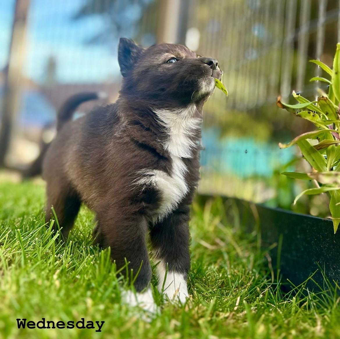 Of Winter's Whisper - Chiots disponibles - Siberian Husky