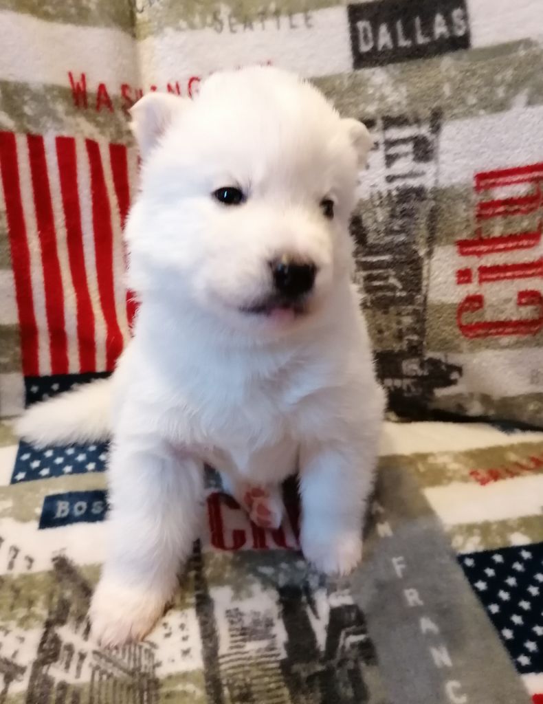 Of Winter's Whisper - Siberian Husky - Portée née le 14/12/2019