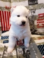 CHIOT